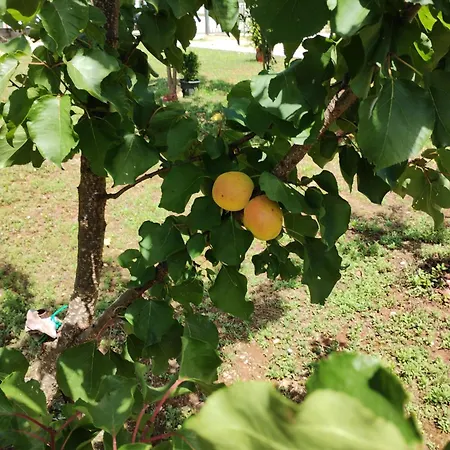 Enia * Murvica (Policnik)