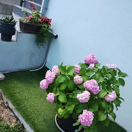 Enia * Murvica